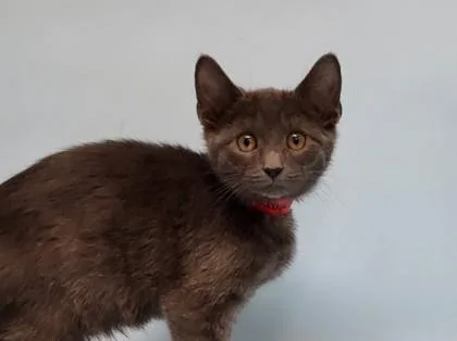 A baby small-sized female Domestic Short Hair cat named Imagine for adoption in Coon Rapids, MN