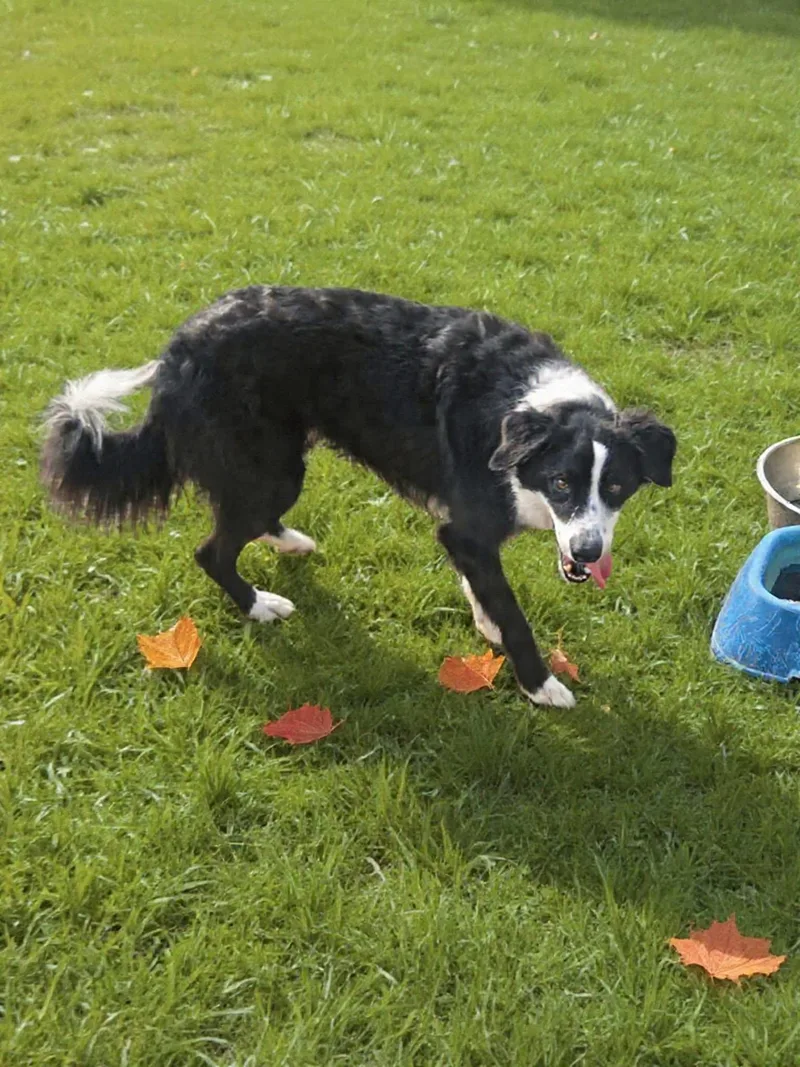 An adult large-sized male Border Collie dog named Anikan Local for adoption in Wakefield, RI