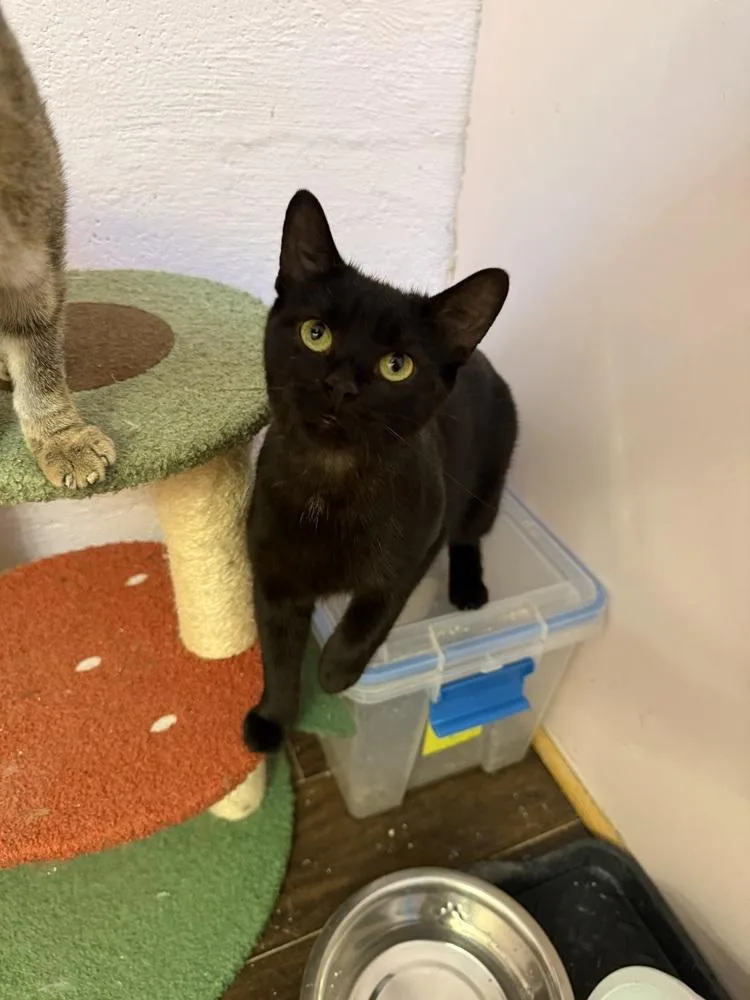 An adult medium-sized female Black Domestic Short Hair cat named Lotus for adoption in West Mifflin, PA
