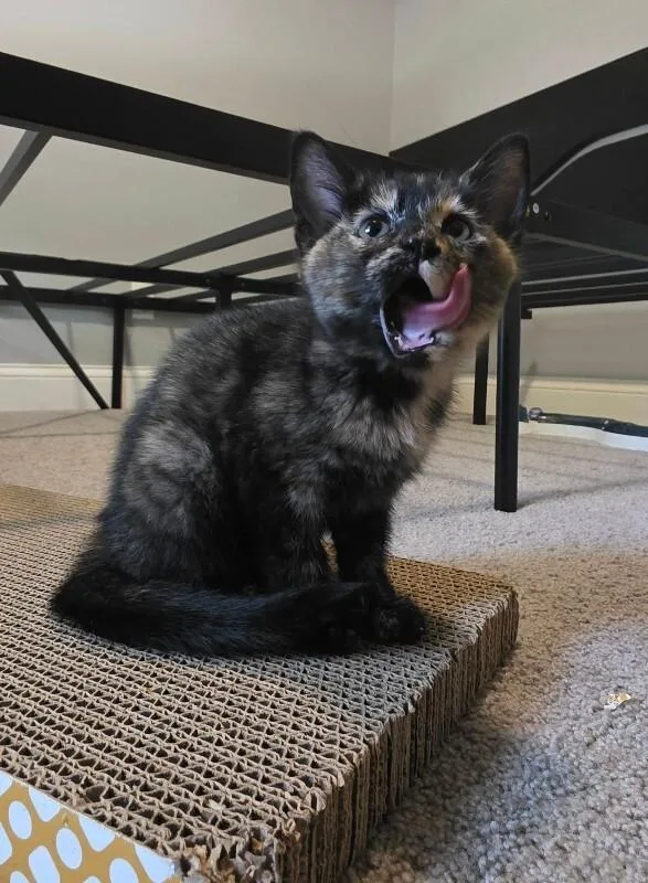 A baby medium-sized female Domestic Short Hair cat named Cordelia for adoption in Saint Charles, MO