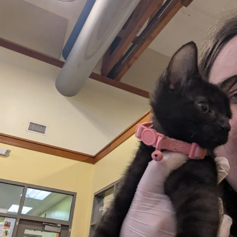 A baby small-sized female Black Domestic Short Hair cat named Lantern for adoption in Lynchburg, VA