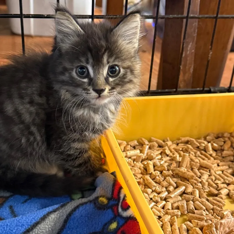 A baby small-sized female Brown / Chocolate Domestic Long Hair cat named Pebbles for adoption in Yucaipa, CA