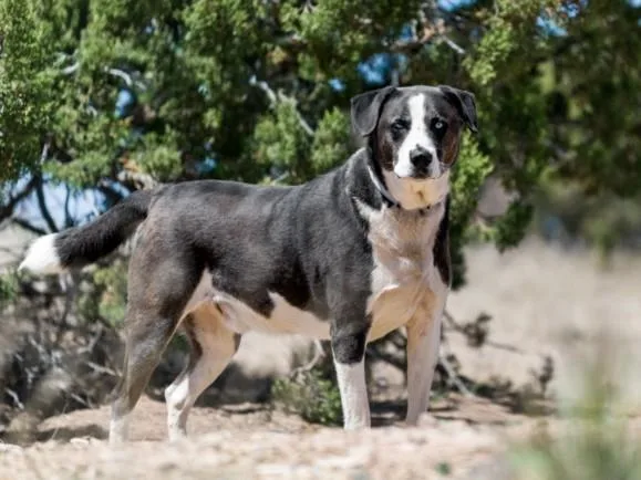 An adult large-sized male Mixed Breed dog named Moose for adoption in Santa Fe, NM