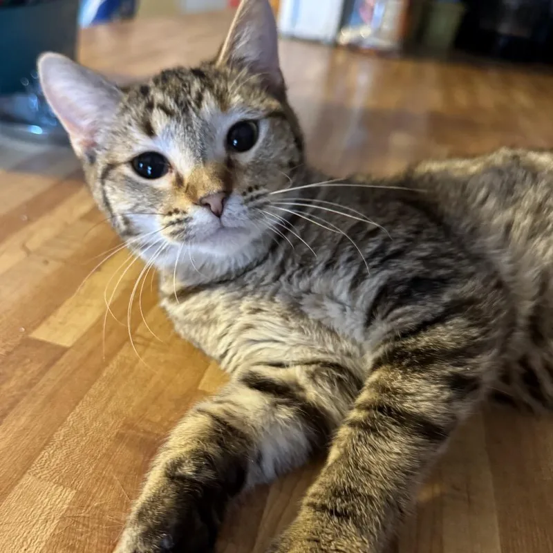 An adult small-sized female Brown / Chocolate Domestic Short Hair cat named Cotton Candy for adoption in Rochester, MN