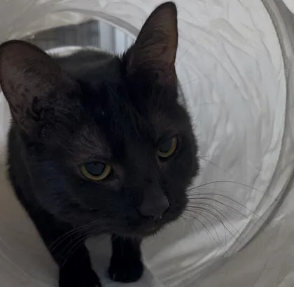 Ms Mia Black thumbnail 2