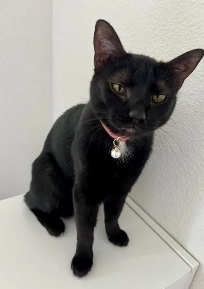 Ms Mia Black thumbnail 3