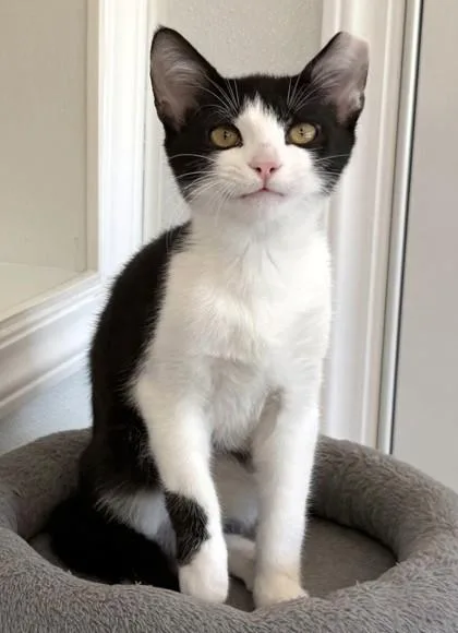 Stitch and Tuxie