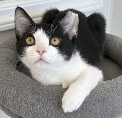 Stitch and Tuxie thumbnail 3