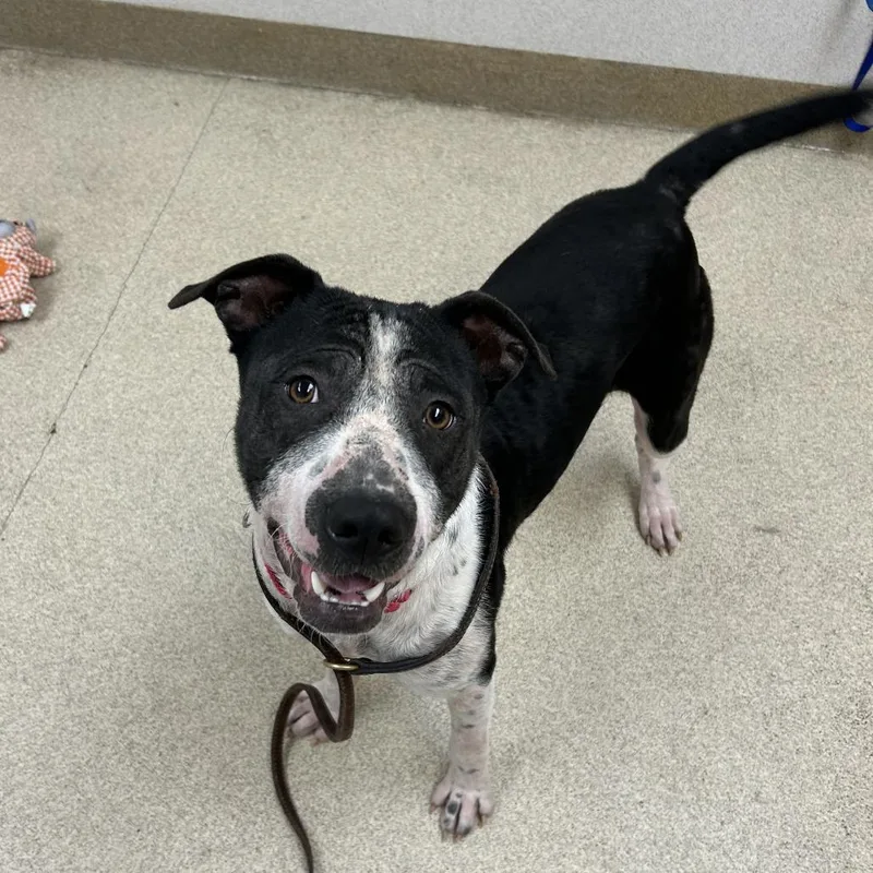 An adult large-sized male American Staffordshire Terrier dog named Domino for adoption in Naperville, IL