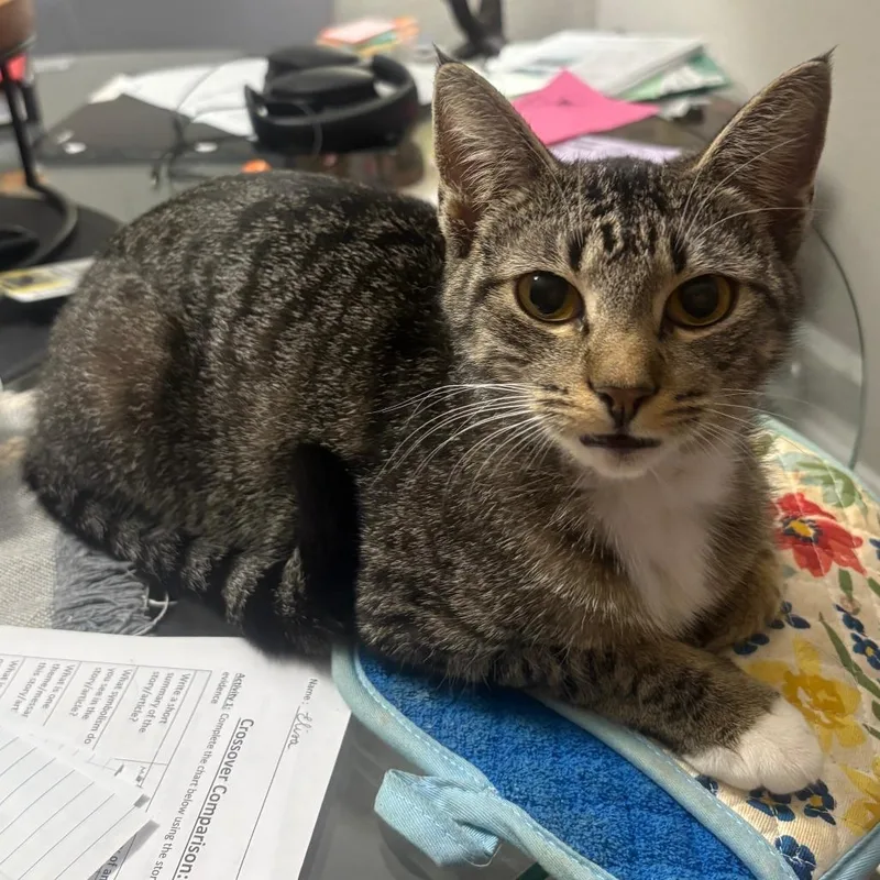 A young medium-sized female Brown / Chocolate Domestic Short Hair cat named Misu for adoption in Webster, TX