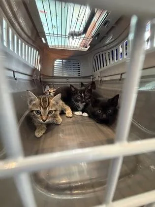 A baby small-sized female Domestic Short Hair cat named Zoe for adoption in Fishers, IN