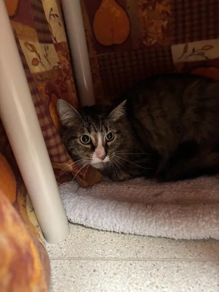 An adult small-sized male Domestic Medium Hair cat named Green Arrow for adoption in Sherwood, OR