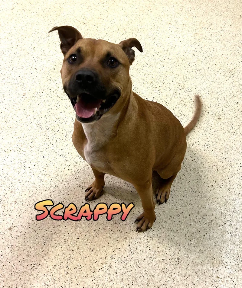 An adult large-sized male Terrier dog named Scrappy for adoption in Muncie, IN