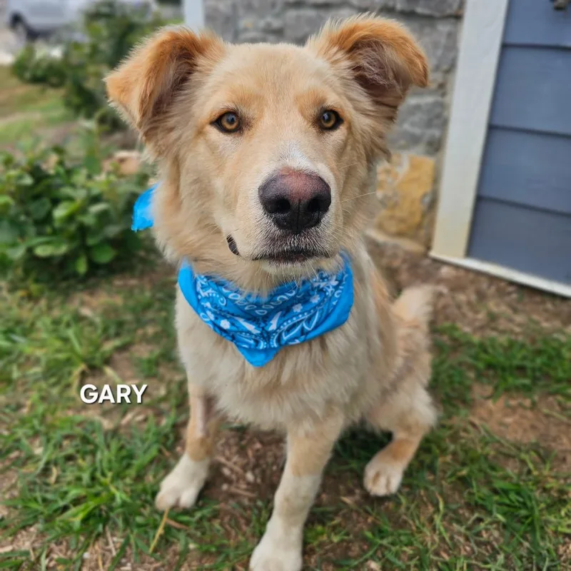 A young large-sized male White / Cream Golden Retriever dog named Gary Stewart for adoption in Madisonville, TN