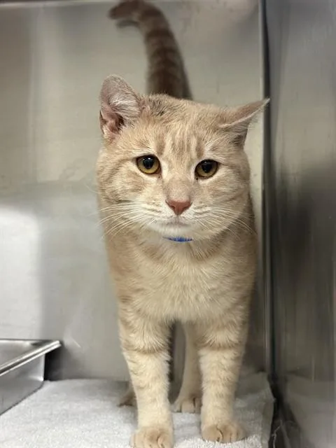 A young large-sized male Domestic Short Hair cat named Clarke for adoption in Upper Marlboro, MD