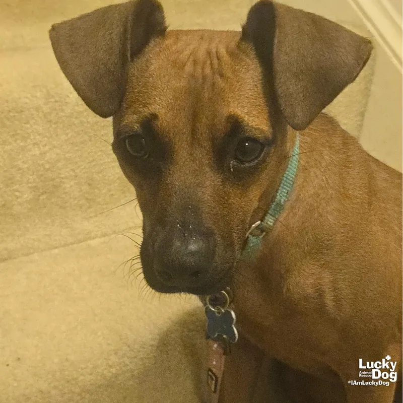 A young small-sized female Miniature Pinscher dog named Francesca for adoption in Washington, DC