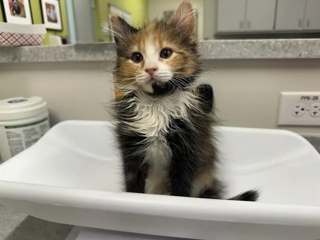 A baby small-sized female Domestic Short Hair cat named Victoria for adoption in Colorado Springs, CO