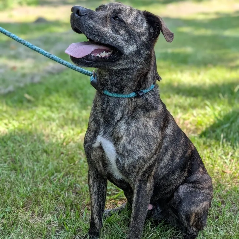 An adult medium-sized male Brindle Mountain Cur dog named P.j. for adoption in Tylertown, MS