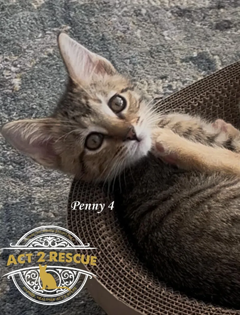 A young medium-sized female Domestic Short Hair cat named Penny for adoption in Riverside, CA
