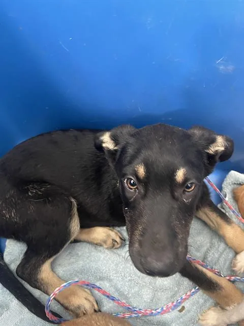 A baby small-sized male Mixed Breed dog named Cajun for adoption in Dallas, TX