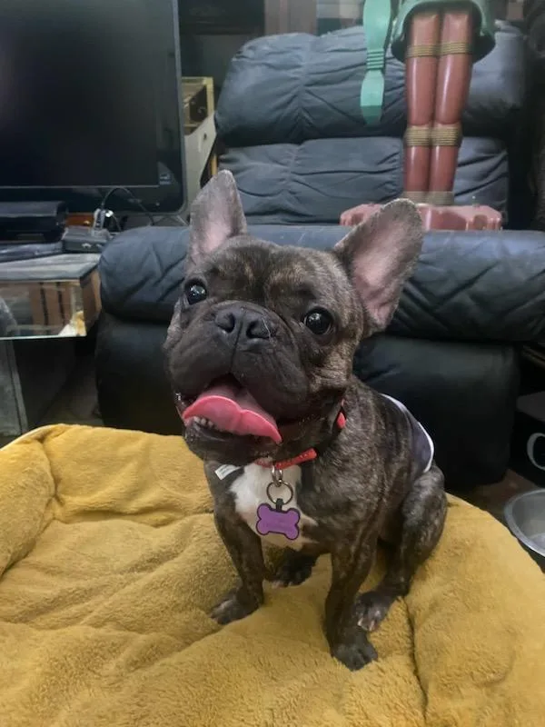A young small-sized male French Bulldog dog named Gizmo for adoption in Los Angeles, CA