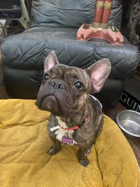 Gizmo thumbnail 2