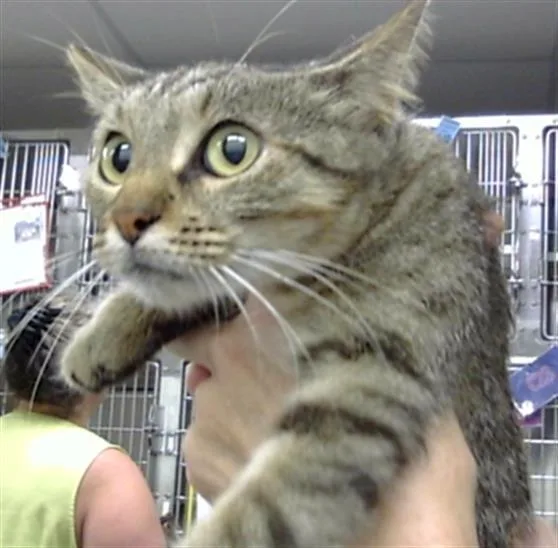 A young large-sized female Domestic Short Hair cat named A for adoption in Pasadena, TX