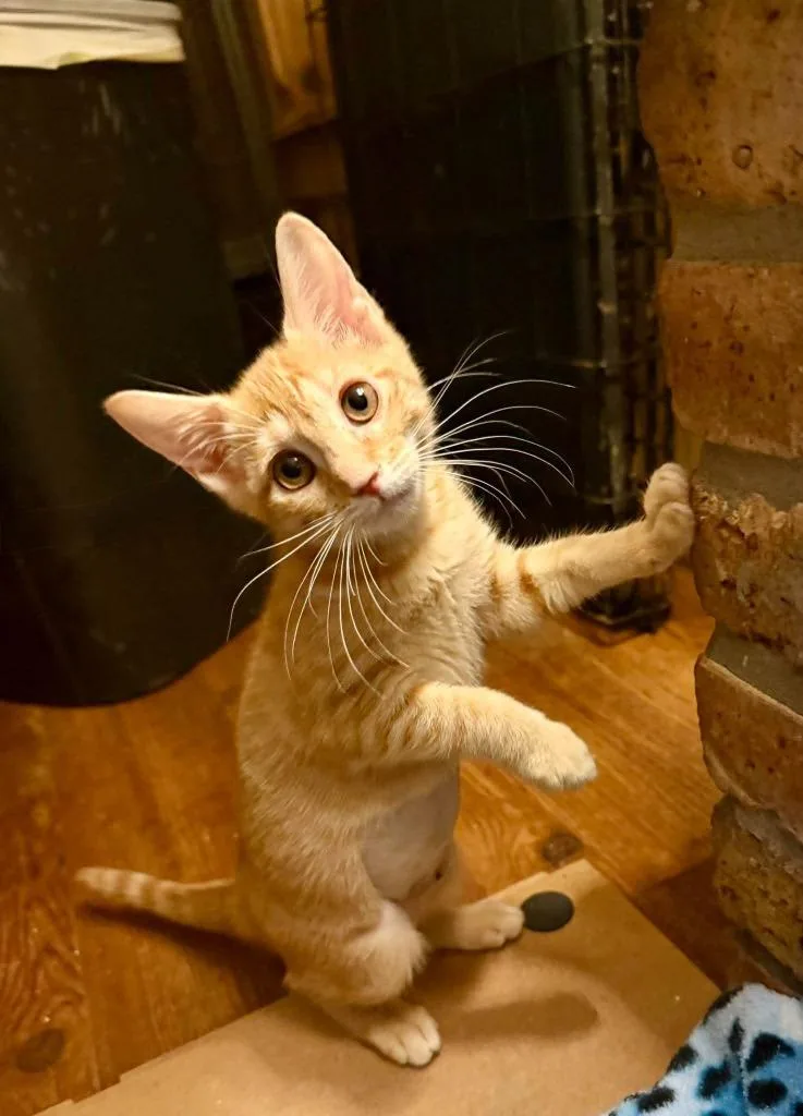 A baby small-sized female Domestic Short Hair cat named Valencia for adoption in Sebastian, FL