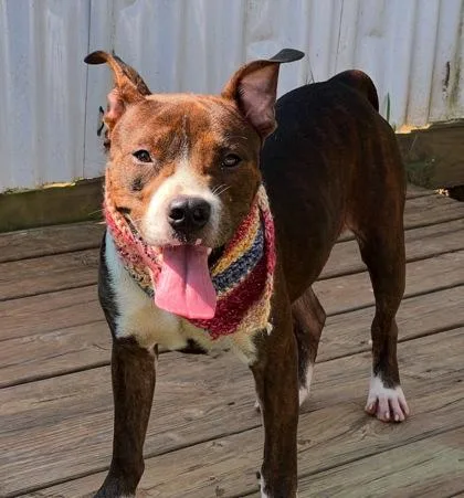 A young medium-sized male Pit Bull Terrier dog named Randy $ for adoption in Seneca, SC