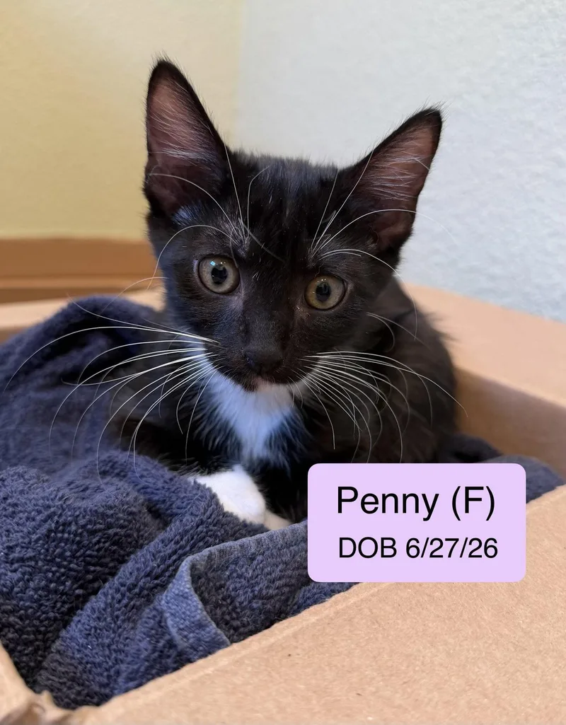 A baby medium-sized female Domestic Short Hair cat named Penny for adoption in Vacaville, CA