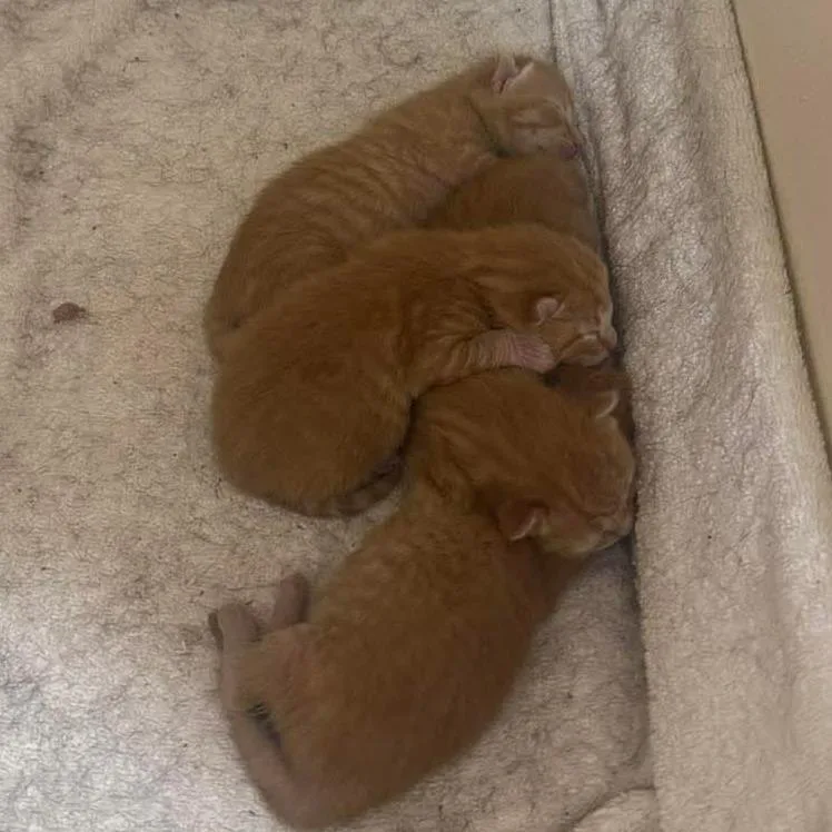 A baby small-sized male Orange / Red Domestic Short Hair cat named Sir Purrsimmon for adoption in Williston, FL