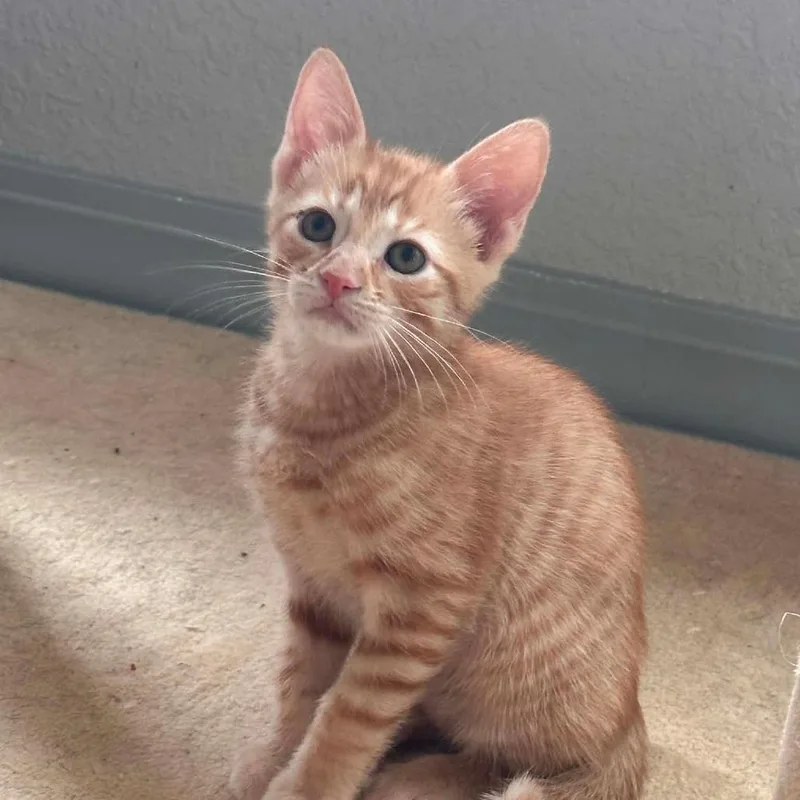 Sir Purrsimmon thumbnail 2