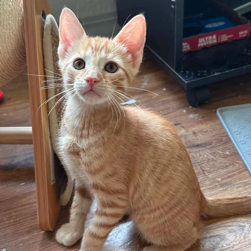 Sir Purrsimmon thumbnail 3