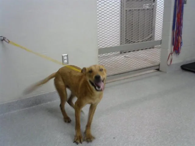 An adult medium-sized female Carolina Dog dog named Ruby for adoption in Pasadena, TX