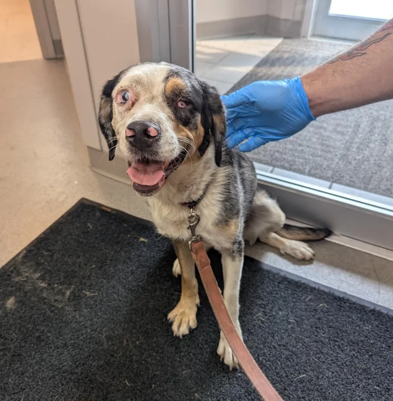 An adult medium-sized female Hound dog named Grandma for adoption in La Porte, IN