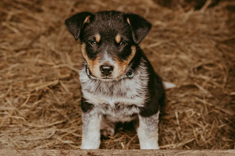 A baby medium-sized male Tricolor (Brown, Black, & White) Australian Shepherd dog named Long Gone for adoption in Waunakee, WI