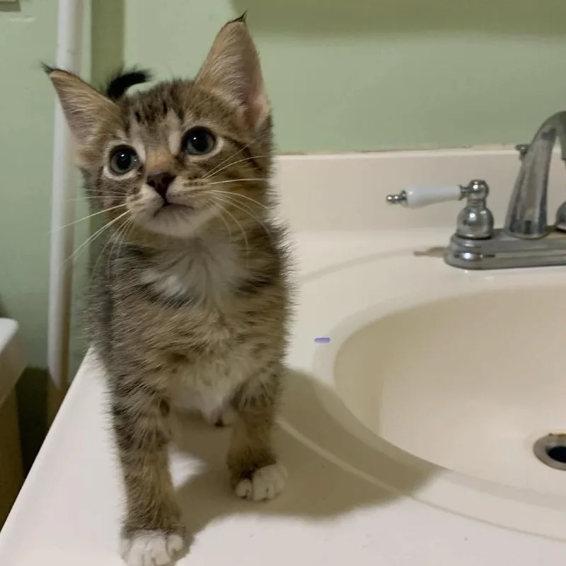 A baby small-sized female Brown / Chocolate Domestic Medium Hair cat named Myra for adoption in Huntington, WV