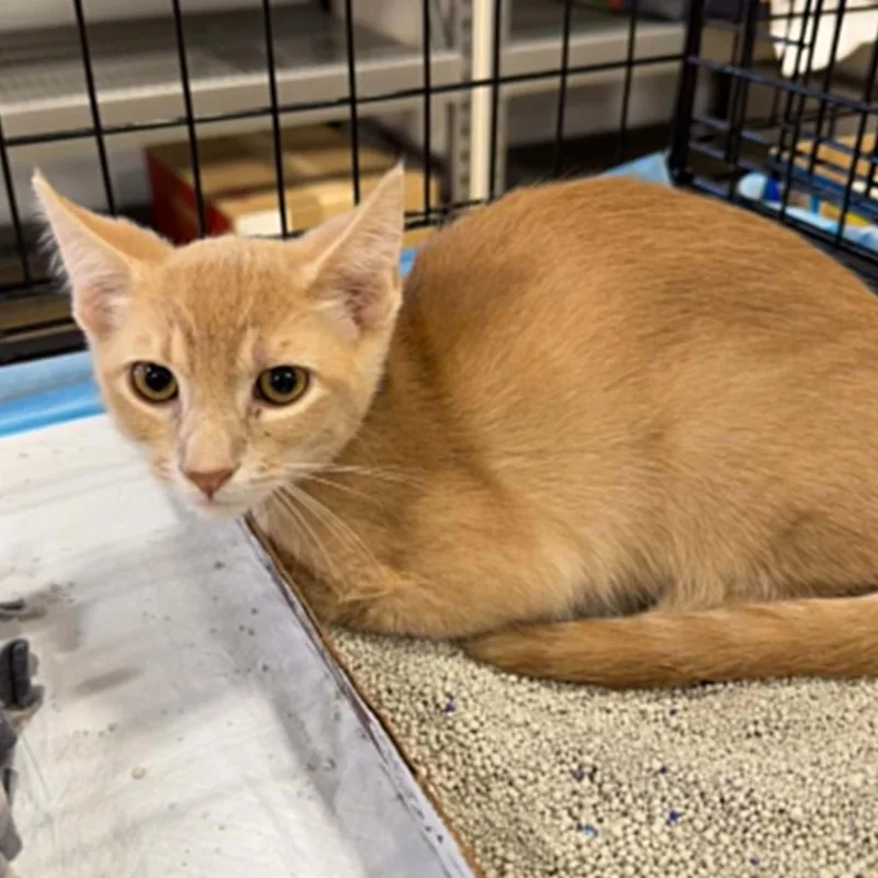 A baby small-sized male Orange / Red Domestic Short Hair cat named Kip for adoption in Antioch, CA