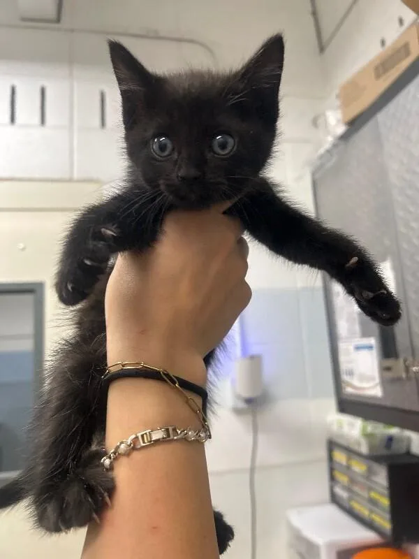A baby medium-sized female Black Domestic Short Hair cat named Dartmouth for adoption in Fruit Heights, UT