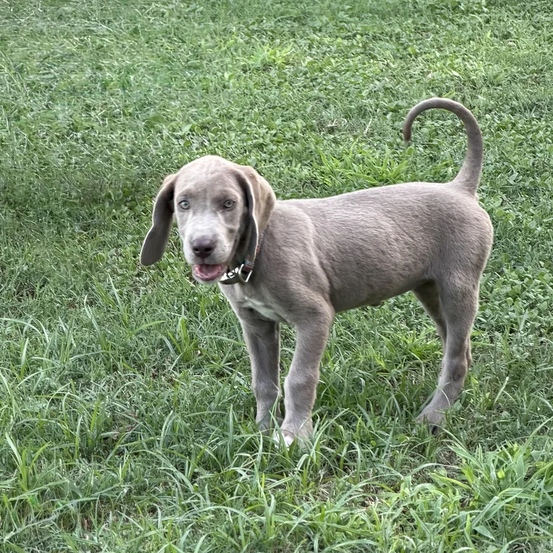 A baby medium-sized female Gray / Blue / Silver Weimaraner dog named Roo for adoption in Caldwell, TX