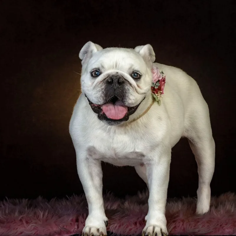 An adult medium-sized female White / Cream Bulldog dog named Lea for adoption in Concord, CA
