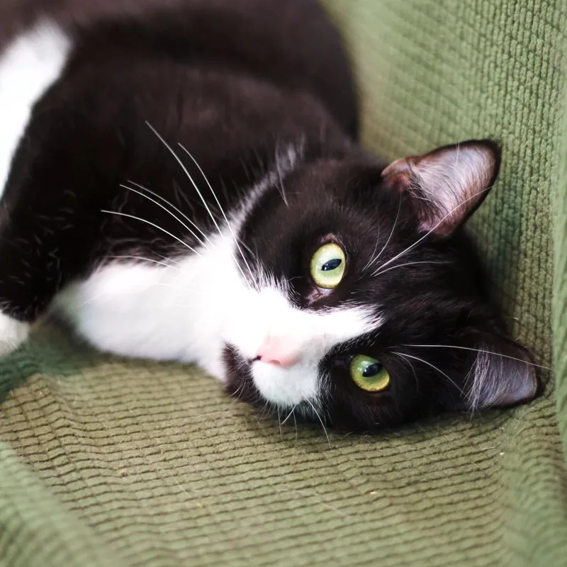 Hermione thumbnail 2