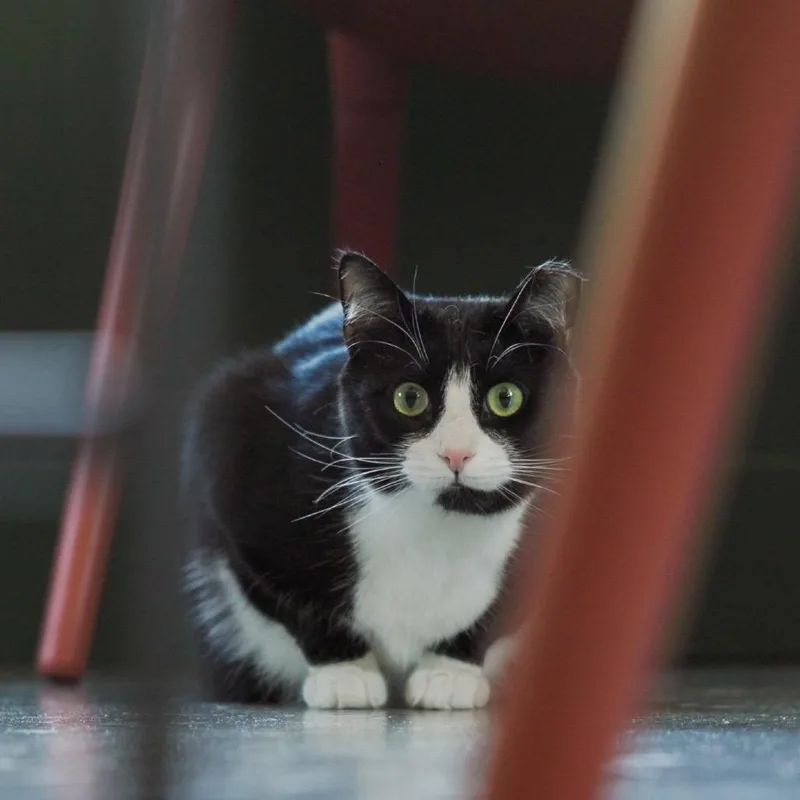 Hermione thumbnail 3