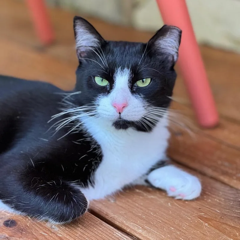 Hermione thumbnail 4