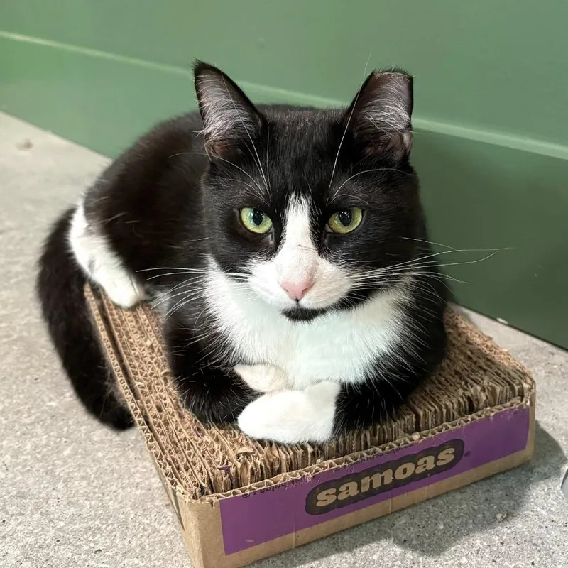 Hermione thumbnail 5