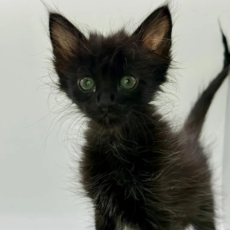 A baby small-sized female Black Domestic Medium Hair cat named Scaramouche for adoption in Los Angeles, CA