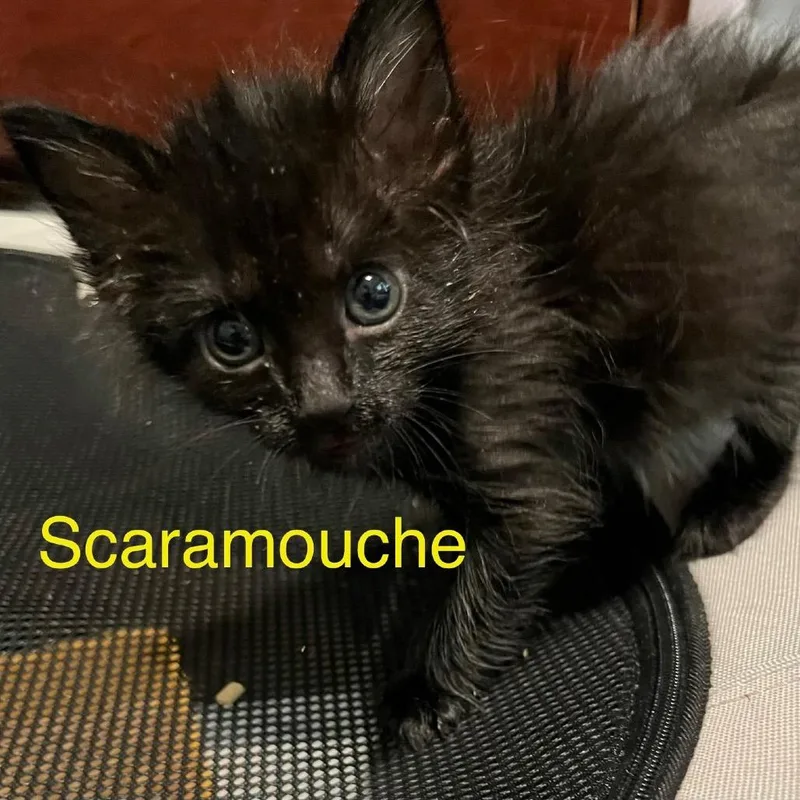 Scaramouche thumbnail 3