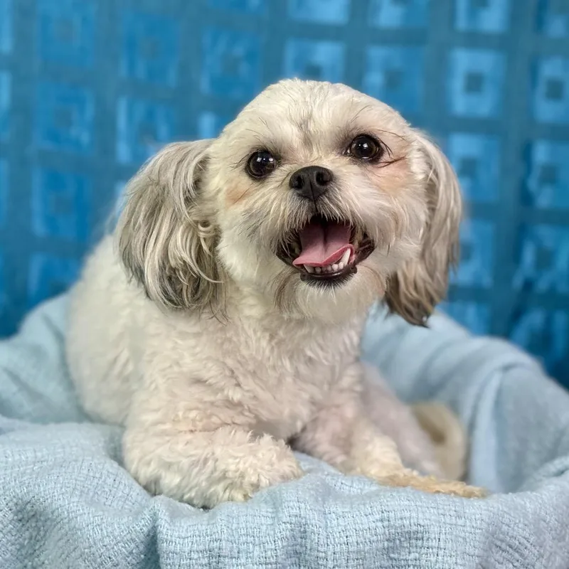 Teddy And Bunny: Bonded thumbnail 5