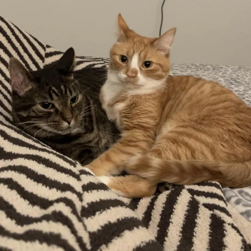 An adult extra large-sized male Brown / Chocolate Domestic Short Hair cat named Alfie for adoption in Washington Township, OH