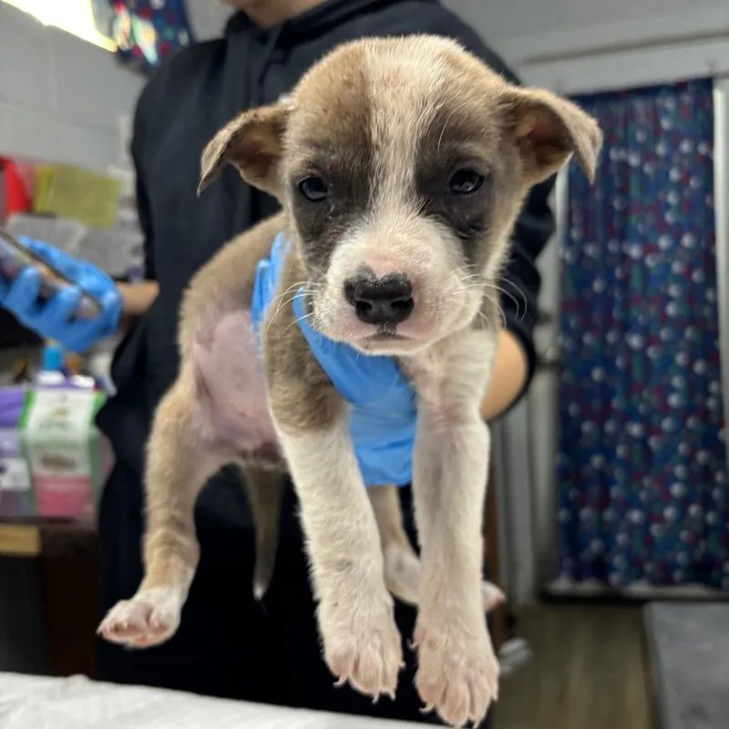 A young medium-sized female White / Cream Mixed Breed dog named Roxy for adoption in Summerville, SC